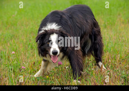 Adult Border Collie Dog Standing in a Meadow Stock Image - Image of collie,  grass: 133920371