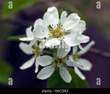 Amelanchier spicata, the low juneberry, thicket shadbush, dwarf serviceberry, or low serviceberry in closeup Stock Photo