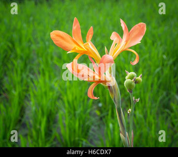 A delicate orange flower growing in a rice paddy in Ubud in Central Bali, Indonesia. Stock Photo