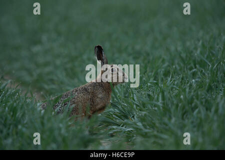 Brown Hare / European Hare ( Lepus europaeus ) sitting in a dew wet field of winter wheat, at dawn, feeding, watching attentive. Stock Photo