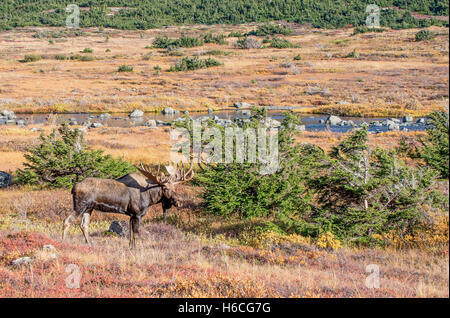 Bull moose in fall during the rut Stock Photo