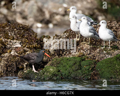 Oyster catcher and gulls Stock Photo
