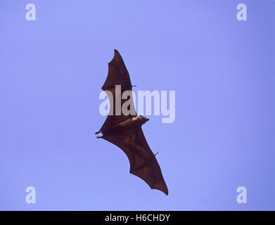 Indian Flying Fox,(Pteropus giganteus) in flight after leaving daytime roost in tree, Rajasthan, India Stock Photo