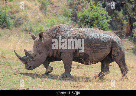 White rhinoceros covered in mud at pilanesberg nature reserve Stock Photo