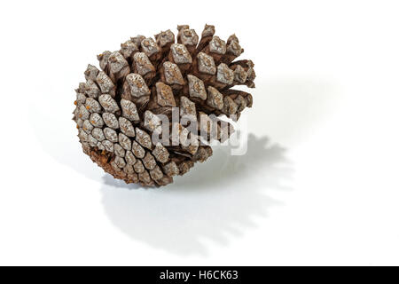 Studio shot of single natural brown pine cone patterns and textures on white background Stock Photo
