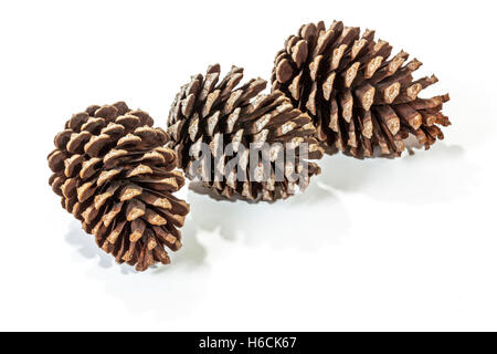 Studio shot of three natural brown pine cone patterns and textures on white background Stock Photo