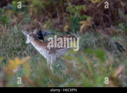 Female Doe Fallow deer and a Jackdaw looking for ticks and other biting insects. Stock Photo