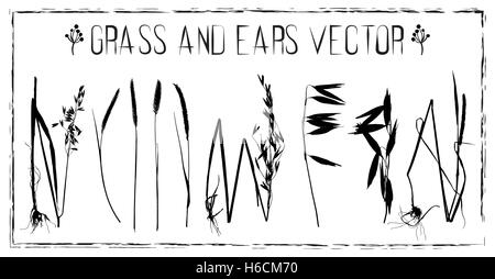 Set of silhouettes of various kinds of ears and grass vector Stock Vector