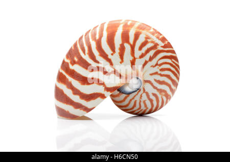 Nautilus shell isollated on white background with relfection Stock Photo