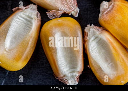 Corn Seed Close Up. Grains of Ripe Corn on Dark Stone Background. Stock Photo