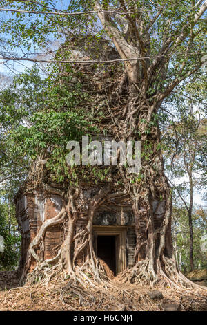 Main sanctuary with Tetrameles tree, early 10th century Hindu temples,Prasat Pram temple, Koh Ker, aka Chok Gargyar, Siem Reap, Cambodia Stock Photo