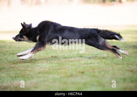 Side view of a Border Collie running Stock Photo