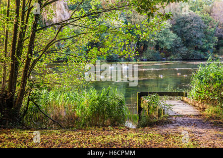 Cannop Ponds in the Forest of Dean, Gloucestershire. Stock Photo