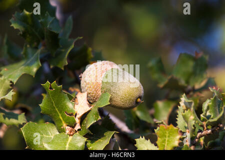 Native evergreen mediterranean plant - kermes oak Quercus coccifera . Acorn. Cyprus variegated bush Stock Photo