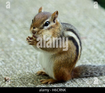 Close-up of Eastern chipmunk (Tamias striatus) stuffing its cheeks with a nut Stock Photo