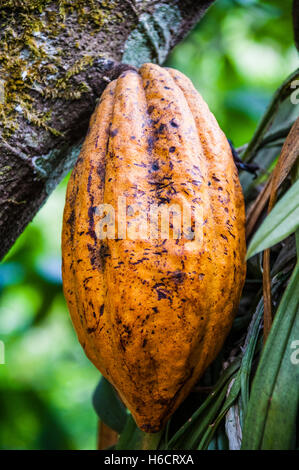 cocoa tree in Kerala, India Stock Photo: 97739137 - Alamy