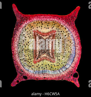 Darkfield photomicrograph of Eucalyptus sp. stem TS. stained Stock Photo