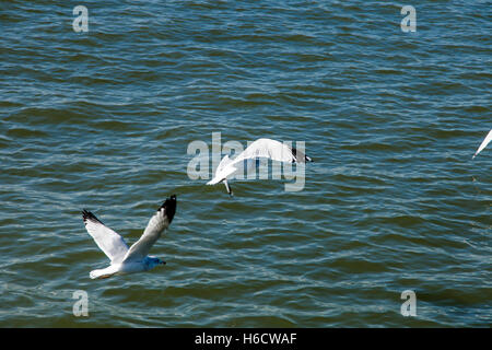 A flock of seagulls flying over calm river water. Stock Photo