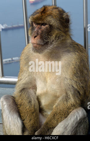Gibraltar Barbary macaque on the Upper Rock, one of the only wild monkeys in Europe Stock Photo