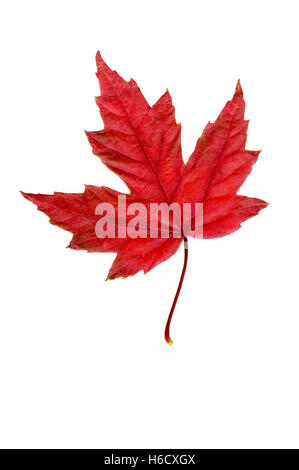 Red maple leaf on white background Stock Photo