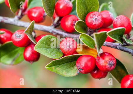 Cotoneaster meyeri red berries, fruits on branch, shrub in autumn Cotoneaster berries Stock Photo