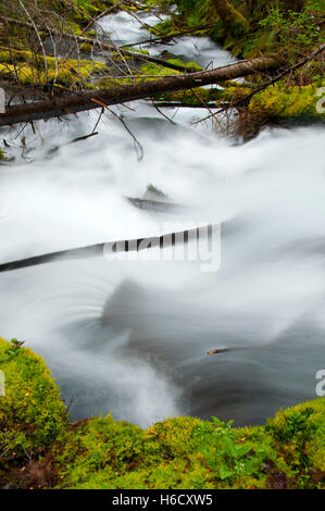 Icecap Spring creek, McKenzie Wild and Scenic River, Willamette National Forest, Oregon Stock Photo