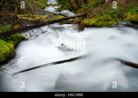 Icecap Spring creek, McKenzie Wild and Scenic River, Willamette National Forest, Oregon Stock Photo