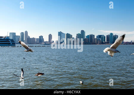 Seagulls flying over the Hudson River, with the New-Jersey skyline in the background. Stock Photo