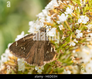 Confused Cloudywing butterfly feeding on white Butterflybush flowers Stock Photo