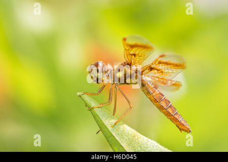 Eastern Amberwing dragonfly resting on a leaf Stock Photo