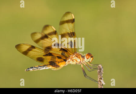 Halloween Pennant dragonfly resting on a dry flower stalk Stock Photo