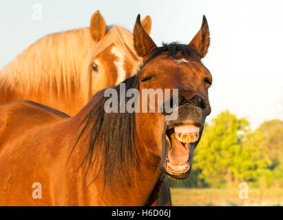 Red bay horse yawning, looking like he is laughing, with another horse on the background Stock Photo