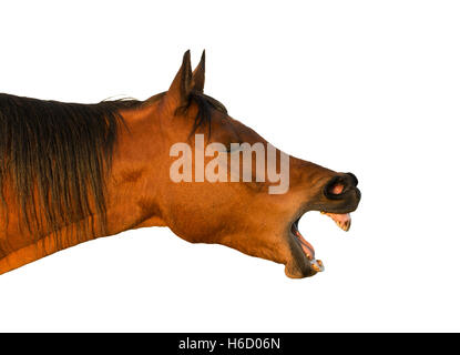 Side view of a yawning red bay horse; isolated on white Stock Photo