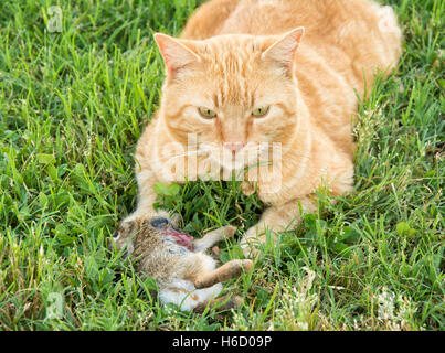 Ginger tabby cat with a young cottontail rabbit he caught, partially eaten Stock Photo