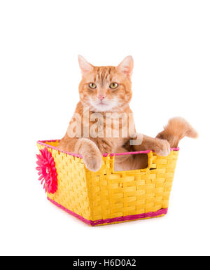 Orange tabby cat sitting in a yellow and pink basket with a bummed expression, on white Stock Photo
