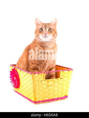 Ginger tabby cat sitting in a yellow basket, looking up, on white Stock Photo