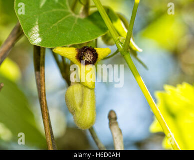Pipe-shaped flower of Dutchman's Pipe vine Stock Photo