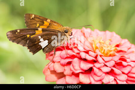Silver-spotted Skipper butterfly feeding on a pink Zinnia in sunny summer garden Stock Photo