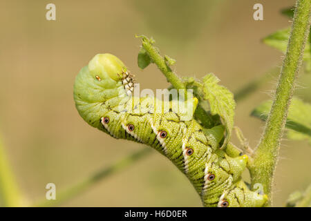 Tomato moth caterpillar on a tomato plant Lacanobia oleracea Stock ...