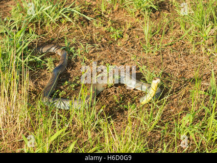 Yellow-bellied racer, Coluber constrictor flaviventris snake in grass, with his head raised up, in late evening sun Stock Photo