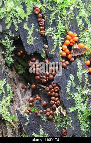 Slime mould or mold, Trichia decipiens Stock Photo