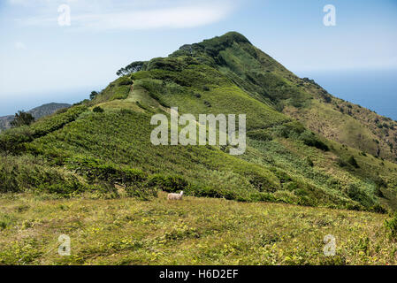 View from Green Mountain Ascension Island Atlantic Ocean with Sheep staring at the camera Stock Photo
