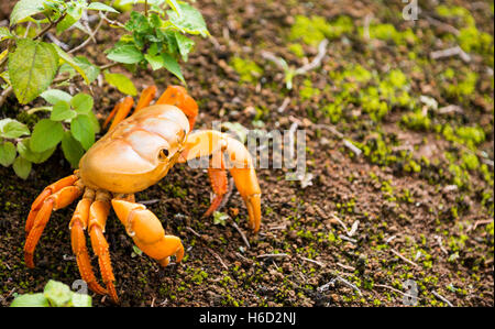 Ascension Island endemic Land Crab  Johngarthia lagostoma.  Lives in undergrowth & migrates to the sea once a year Stock Photo