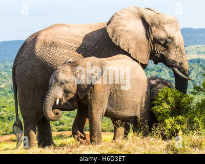 African Elephant (Loxodonta Africana) Stock Photo