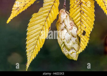 Carpinus japonica Japanese hornbeam, ripened seeds, Autumn leaves close up, Stock Photo