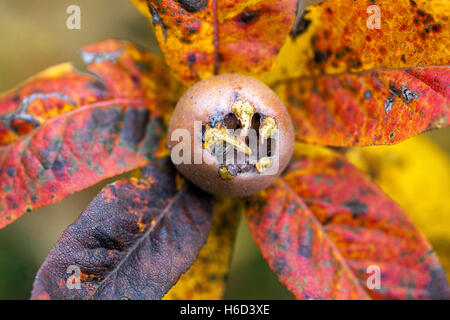 Medlar, Mespilus germanica fruit autumn leaves ripening fruit Stock Photo