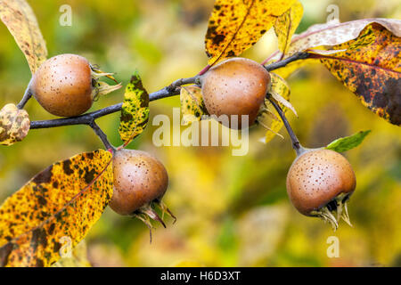 Mespilus germanica autumn fruits Medlar autumn Mespilus germanica tree branch Medlar fruits Stock Photo
