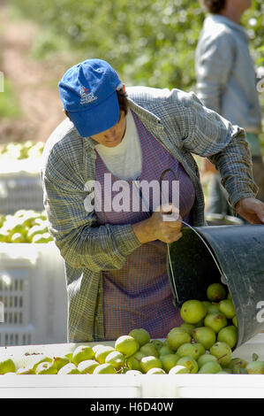 Rocha pear pickers. Oeste region. Portugal Stock Photo