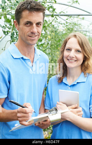 Agricultural Workers Checking Tomato Plants Using Digital Tablet Stock Photo