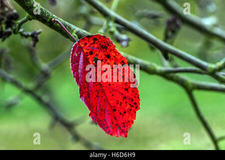The last red leaf that still remained on the branch October autumn Reddish leaf Stock Photo